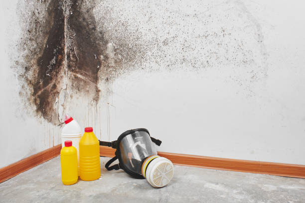 Best Mold Removal Company Near Me  in San Jacinto, CA