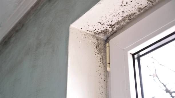 Best Mold Cleaning Services  in San Jacinto, CA