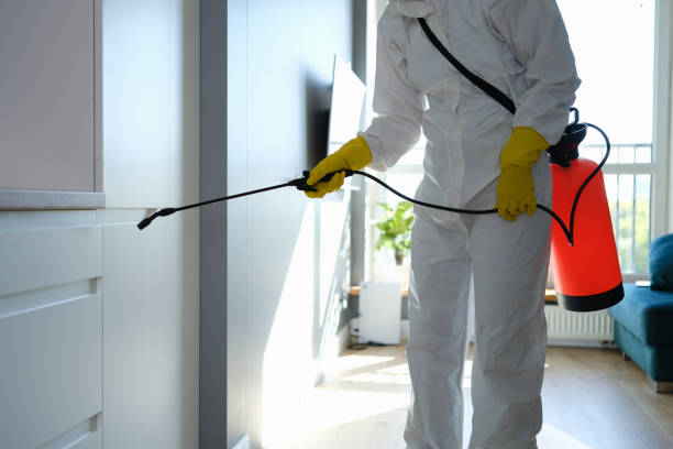 Best Office Mold Removal Services  in San Jacinto, CA