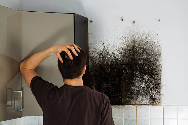 Best Commercial Mold Removal  in San Jacinto, CA