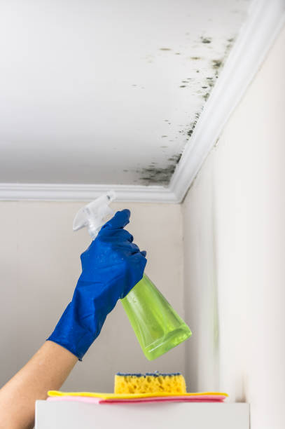 Best Mold Testing  in San Jacinto, CA