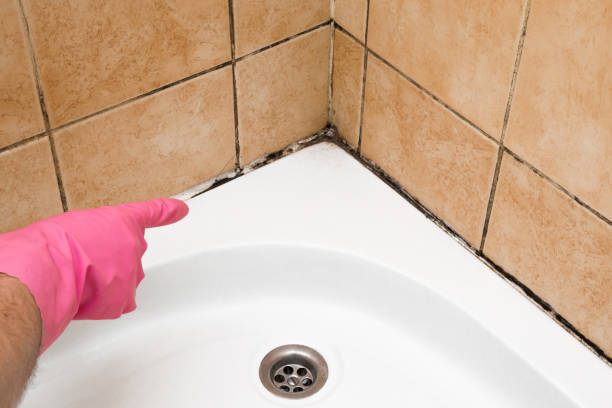 Best Local Mold Removal Service  in San Jacinto, CA